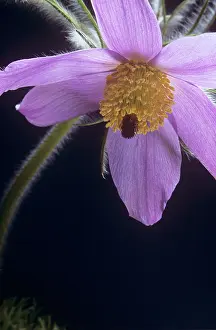Pasque: Pasque flower