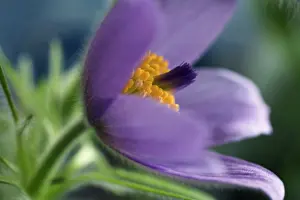 Pasque: Pasque flower