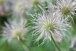 Pasque: Pasque flower