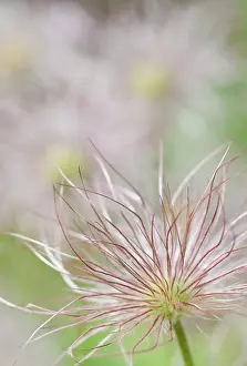Pasque: Pasque flower