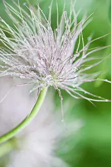 Pasque: Pasque flower