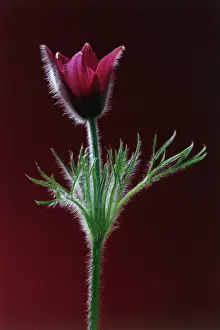 Pasque: Pasque flower