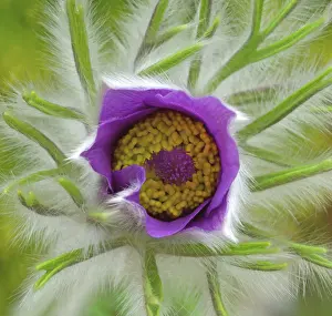 Pasque: Pasque flower
