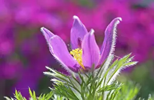 Pasque: Pasque flower