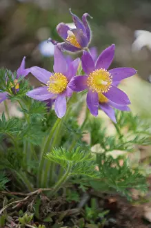 Pasque: Pasque flower