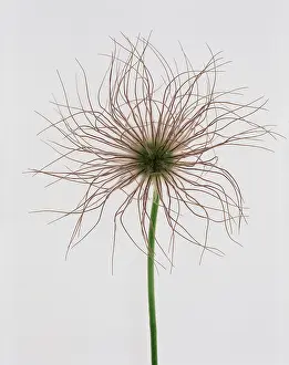Pasque: Pasque flower