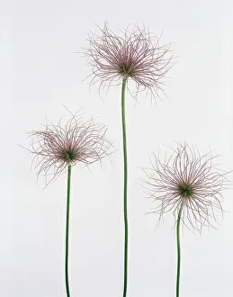 Pasque: Pasque flower