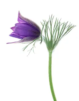 Pasque: Pasque flower