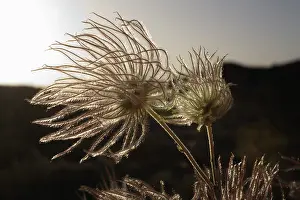 Pasque: Pasque flower