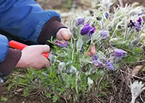 Pasque: Pasque flower