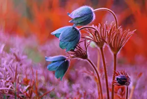 Pasque: Pasque flower