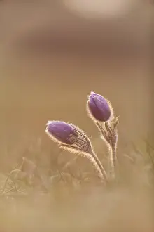 Pasque: Pasque Flower