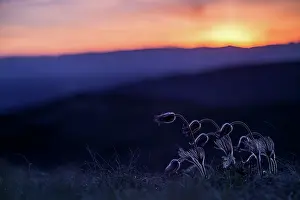 Pasque: Pasque Flower