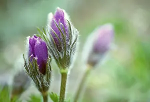 Pasque: Pasque flower