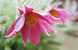 Uncluttered: Pasque flower