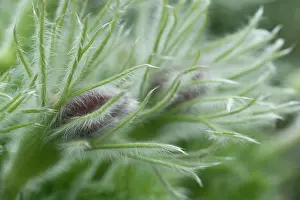 Fragile: Pasque flower