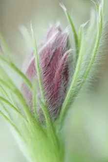 Fragile: Pasque flower