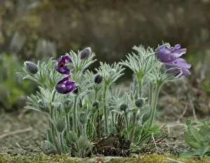 Fragile: Pasque flower
