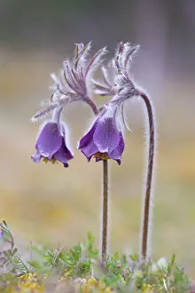 Mecklenburg: Pasque Flower