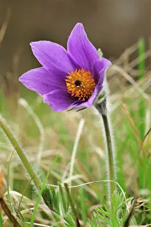 Pasque: Pasque Flower Dane's Blood