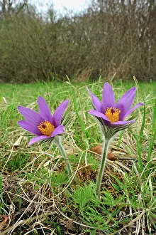 Pasque: Pasque Flower Dane's Blood