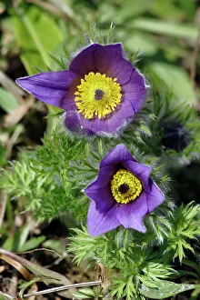 Pasque: Pasque flower - hybrid plant in garden