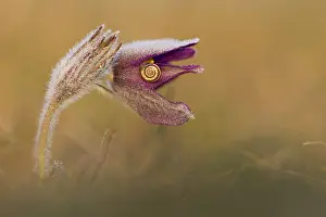 Protostomia: Pasque flower (Pulsatila vulgaris) snail on flower