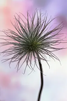 Pratensis: Pasque flower, Pulsatilla pratensis, Fluffy seedhead