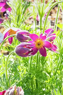 Pasque: Pasque flower (Pulsatilla vulgaris)