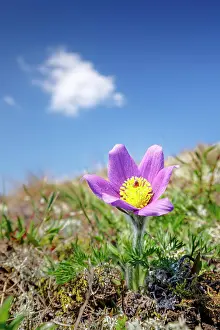 Pasque: Pasque flower (Pulsatilla vulgaris), flowering