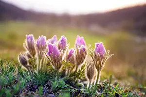Pasque: Pasque flowers (Pulsatilla vulgaris) in hilly landscape