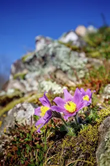 Pasque: Pasque flowers (Pulsatilla vulgaris) on mountain