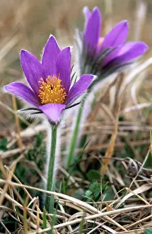 Pasqueflower: Pasqueflower - Hairy to provide protection from cold