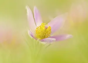 Gaudy: Pasqueflower, Pulsatilla vulgaris, single flower shot in a d