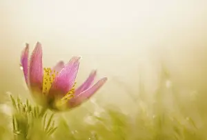 Moisture: Pasqueflower, Pulsatilla vulgaris, single flower in the bott
