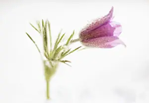 Moisture: Pasqueflower, Pulsatilla vulgaris, single flower with raindr