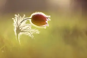 Pasque: Pasqueflower, Pulsatilla vulgaris, single flower not quite o