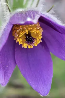 Pasque: Pasqueflower, Pulsatilla vulgaris, Close view of