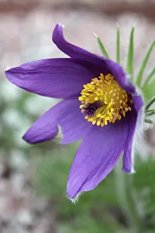 Pasque: Pasqueflower, Pulsatilla vulgaris, Close view of
