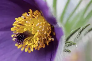 Pasque: Pasqueflower, Pulsatilla vulgaris, Very close view
