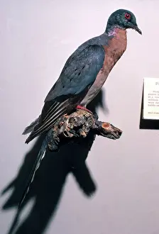 Taxidermy: Passenger Pigeon