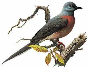 Neornithes: Passenger Pigeon