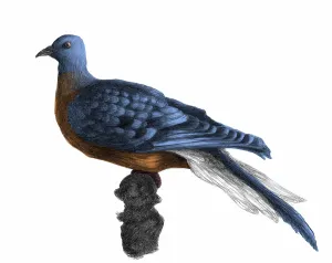 Migratorius: Passenger Pigeon