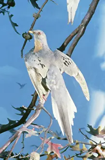 Taxidermy: Passenger Pigeon (Ectopistes migratorius)