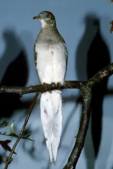 Taxidermy: Passenger Pigeon (Ectopistes migratorius)
