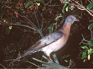 Pigeons: PASSENGER PIGEON - extinct Passenger pigeon