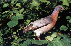 Passenger: Passenger Pigeon, male