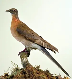 Passenger: Passenger Pigeon, male