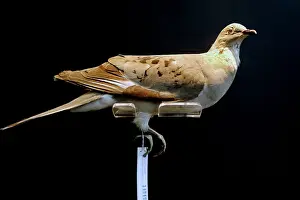 Hunted: Passenger Pigeon Specimen