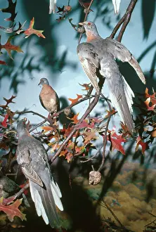 Taxidermy: Passenger Pigeons